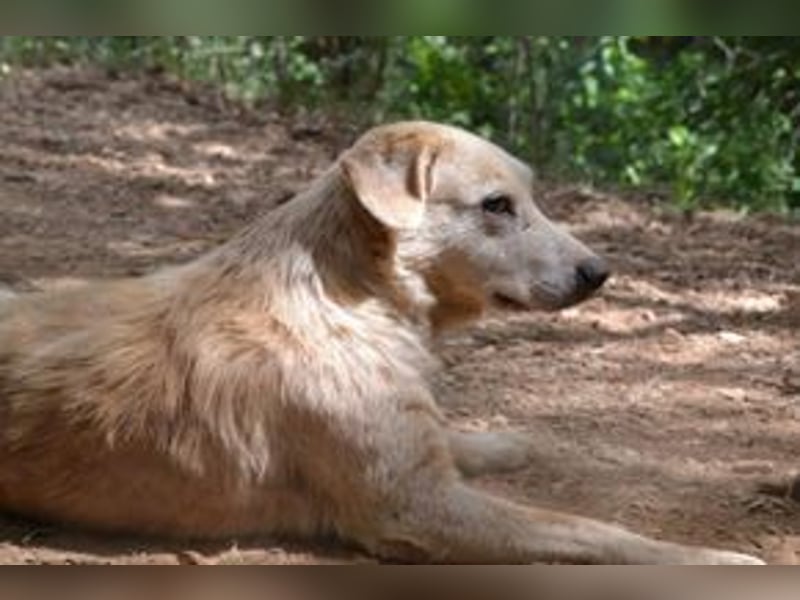 Neige, einer von vier Hunden, die dringend ein neues Zuhause benötigen