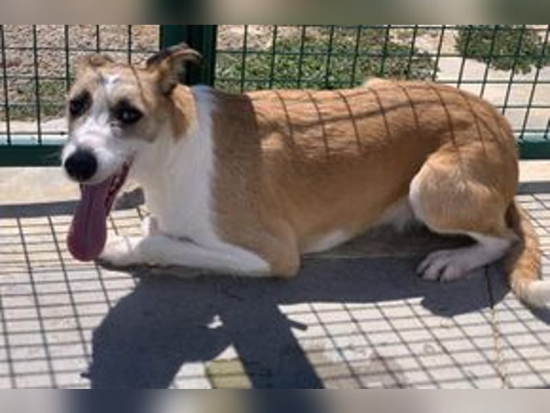 Pinha, eine noch sehr schüchterne junge Hündin mit unbekannter Herkunft