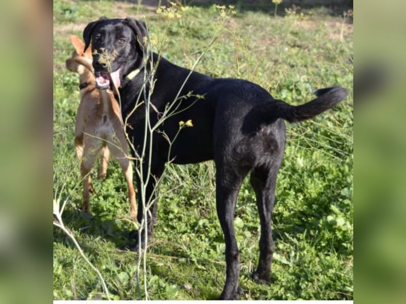 Tasia - kleine große Schönheit sucht ein Willkommen in einem Für-immer-Zuhause
