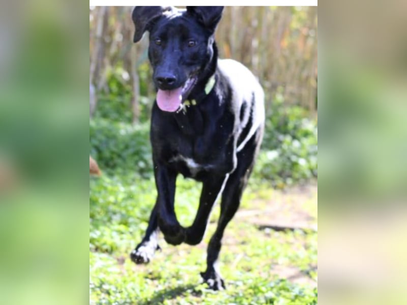 Tasia - kleine große Schönheit sucht ein Willkommen in einem Für-immer-Zuhause