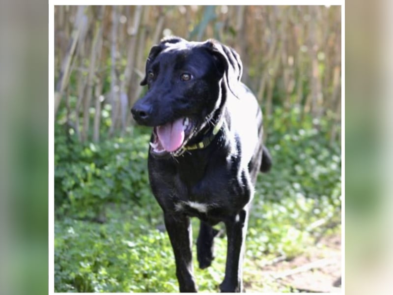 Tasia - kleine große Schönheit sucht ein Willkommen in einem Für-immer-Zuhause