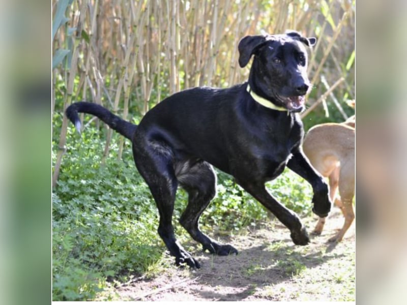 Tasia - kleine große Schönheit sucht ein Willkommen in einem Für-immer-Zuhause