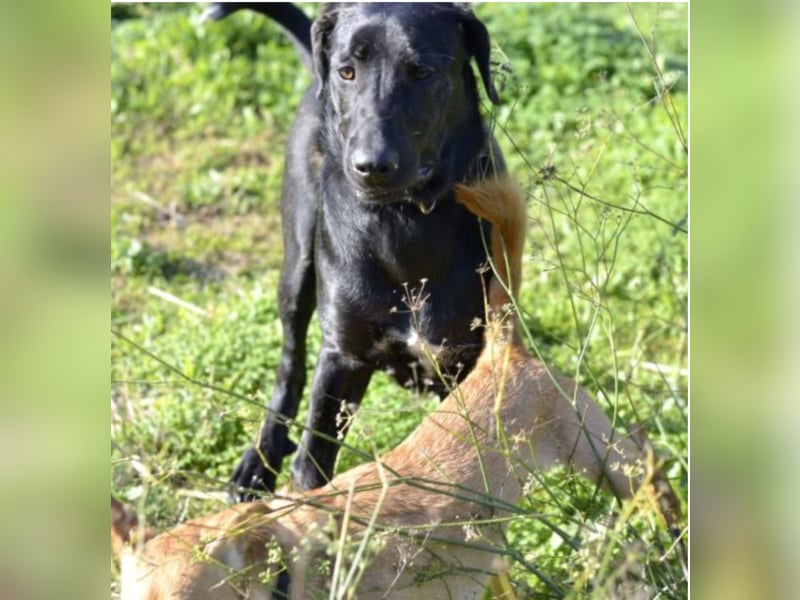 Tasia - kleine große Schönheit sucht ein Willkommen in einem Für-immer-Zuhause