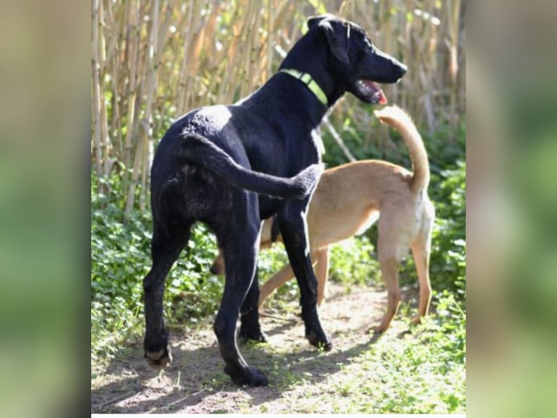 Tasia - kleine große Schönheit sucht ein Willkommen in einem Für-immer-Zuhause