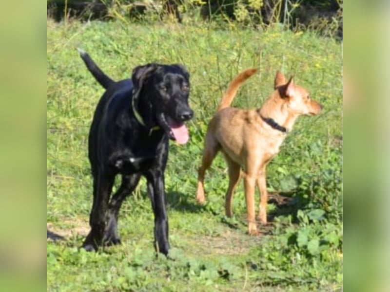 Tasia - kleine große Schönheit sucht ein Willkommen in einem Für-immer-Zuhause