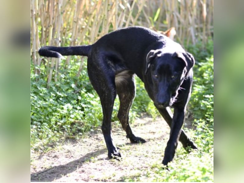 Tasia - kleine große Schönheit sucht ein Willkommen in einem Für-immer-Zuhause