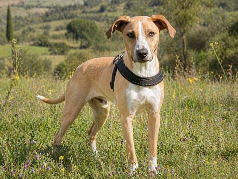 Bachi - ein liebenswerter Schatz