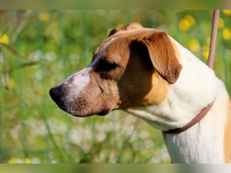 Bachi - ein liebenswerter Schatz