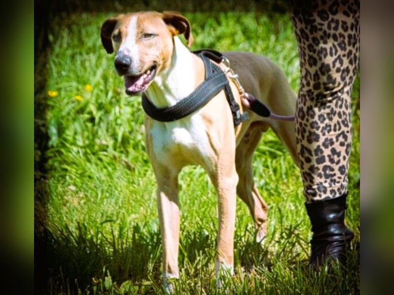 Bachi - ein liebenswerter Schatz