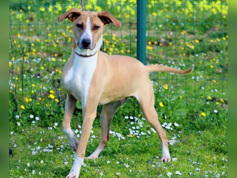 Bachi - ein liebenswerter Schatz