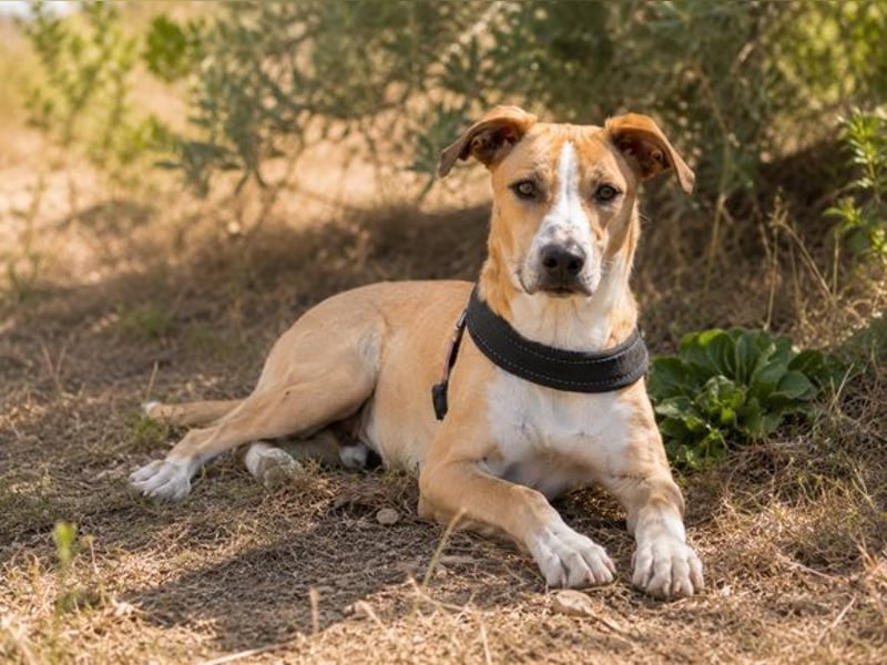 Bachi - junger Herzenshund sucht Zuhause