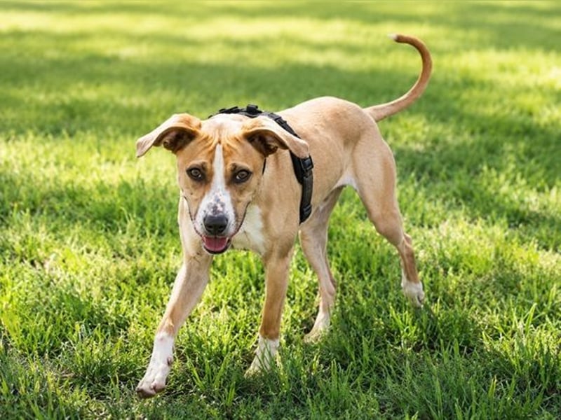 Bachi - junger Herzenshund sucht Zuhause