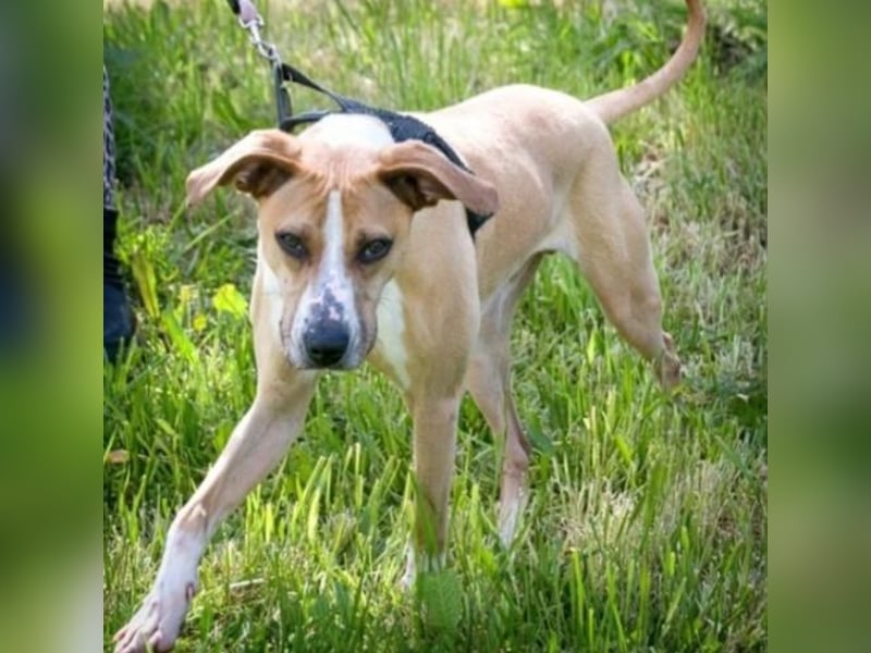 Bachi - ein liebenswerter Schatz