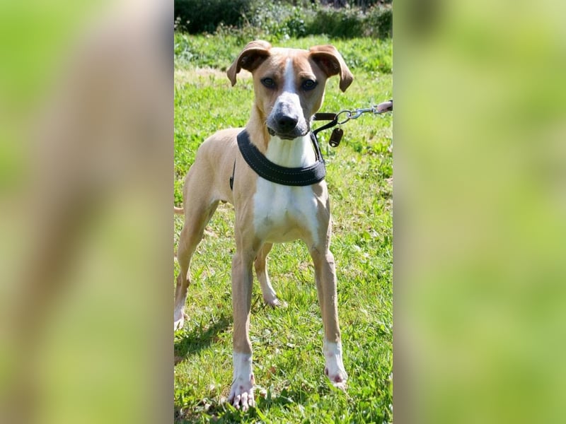 Bachi - ein liebenswerter Schatz