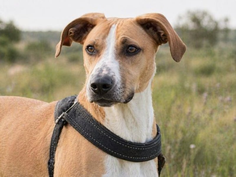 Bachi - ein liebenswerter Schatz