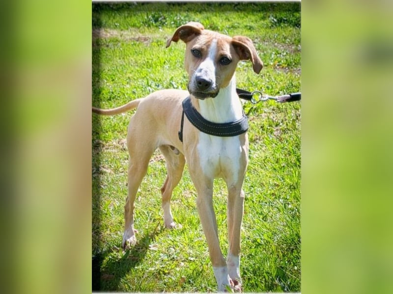 Bachi - ein liebenswerter Schatz