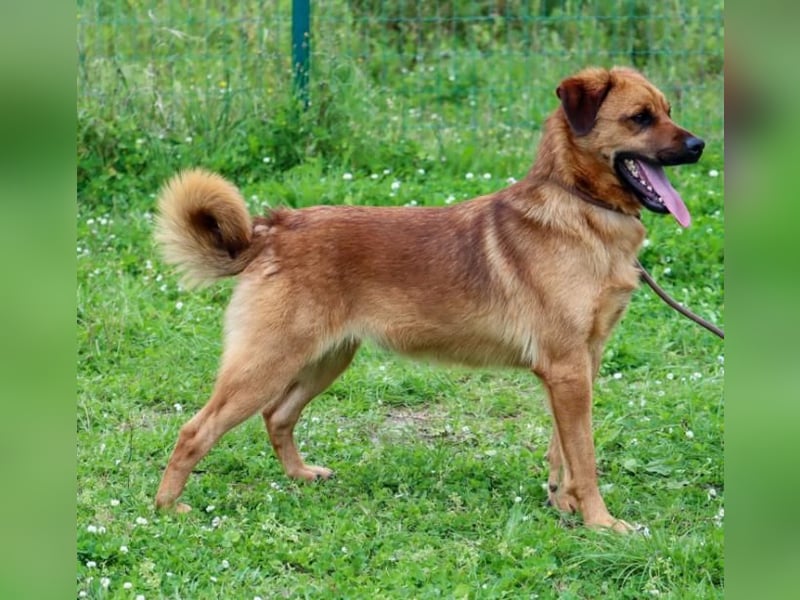 Caju – sensibel und liebevoll