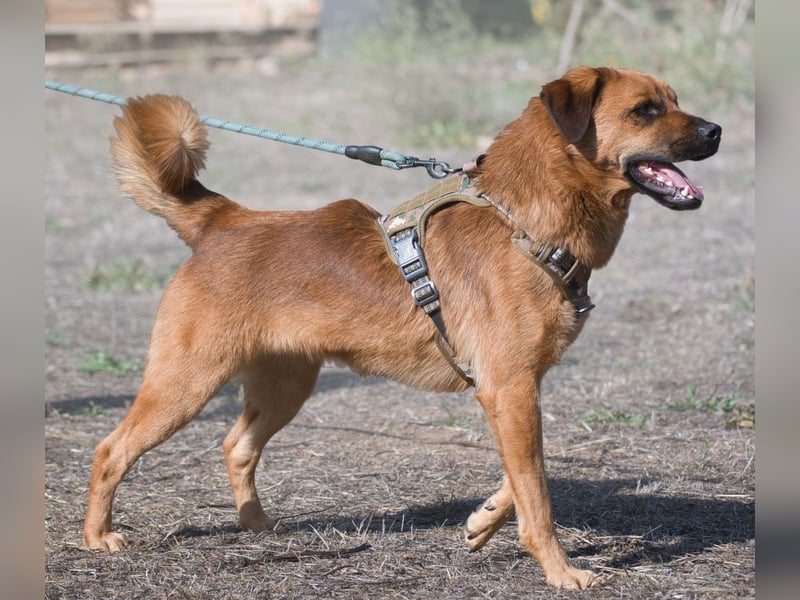 Caju – sensibel und liebevoll