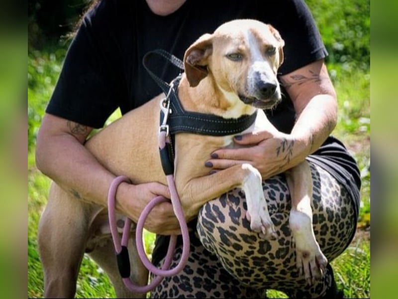 Bachi - ein liebenswerter Schatz