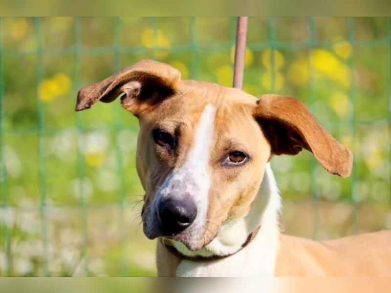 Bachi - ein liebenswerter Schatz