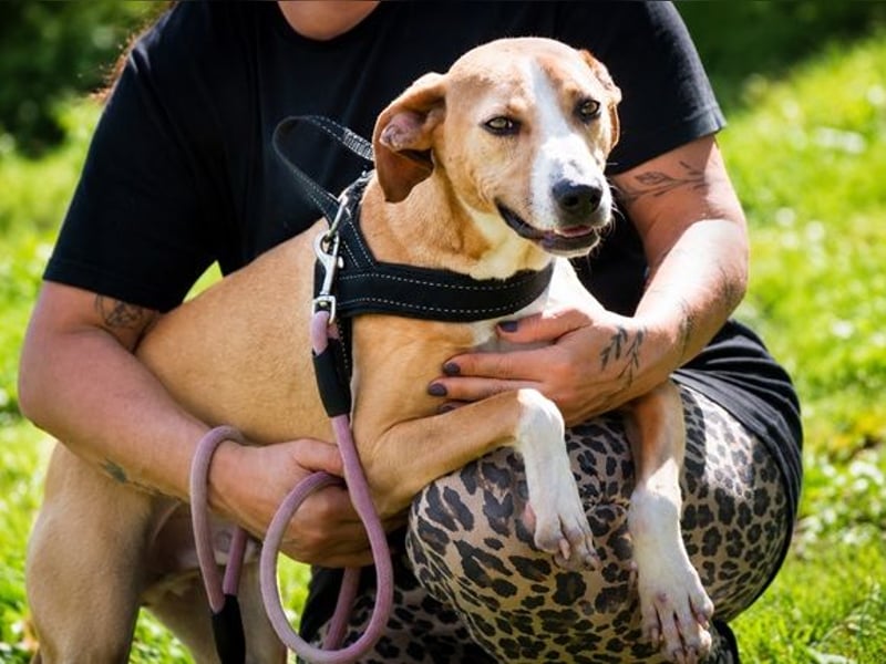 Bachi - junger Herzenshund sucht Zuhause