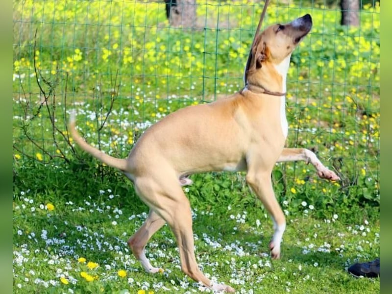 Bachi - ein liebenswerter Schatz