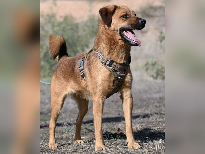 Caju – sensibel und liebevoll