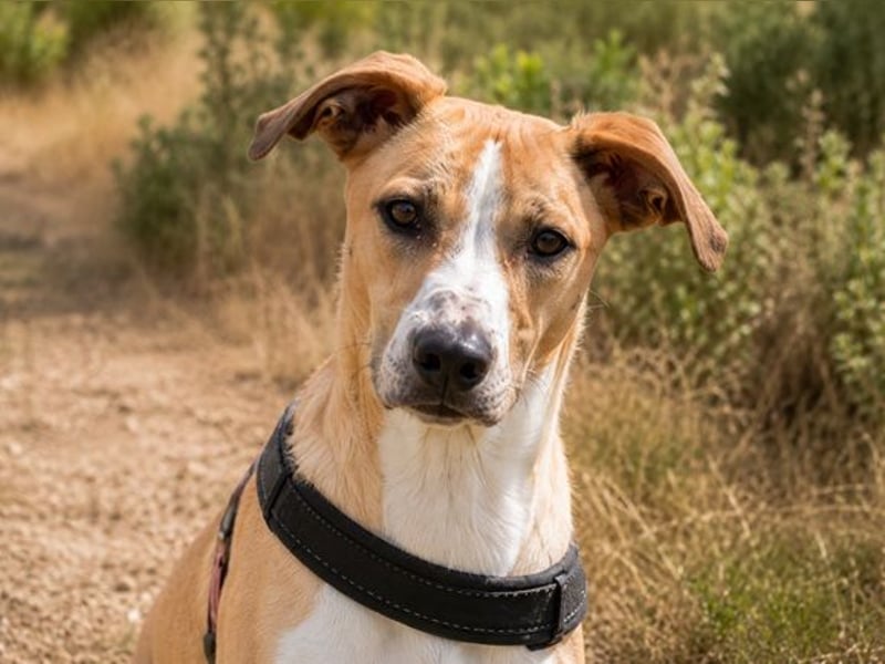 Bachi - junger Herzenshund sucht Zuhause