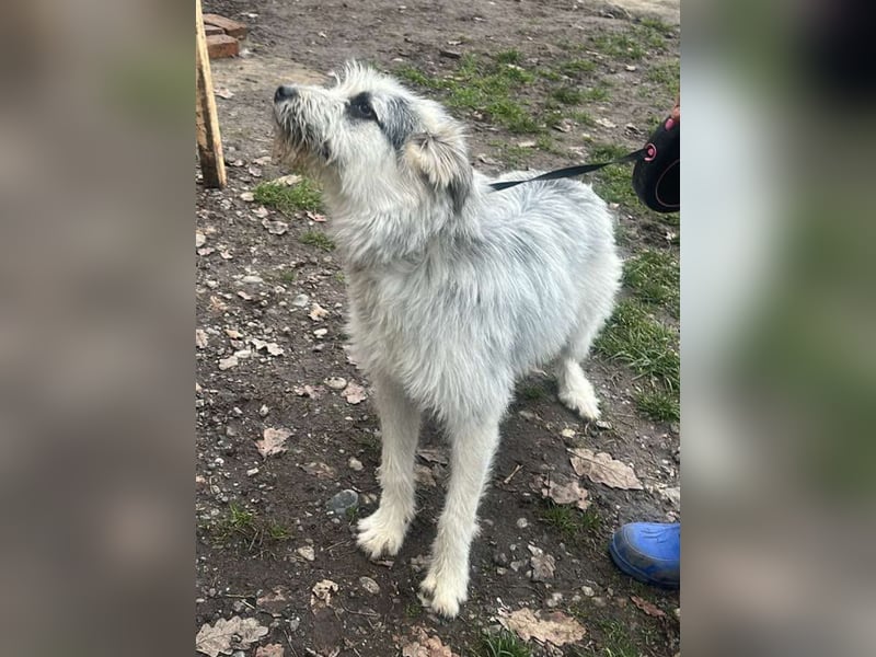 Momo, hübsches Hundefräulein sucht Anschluß