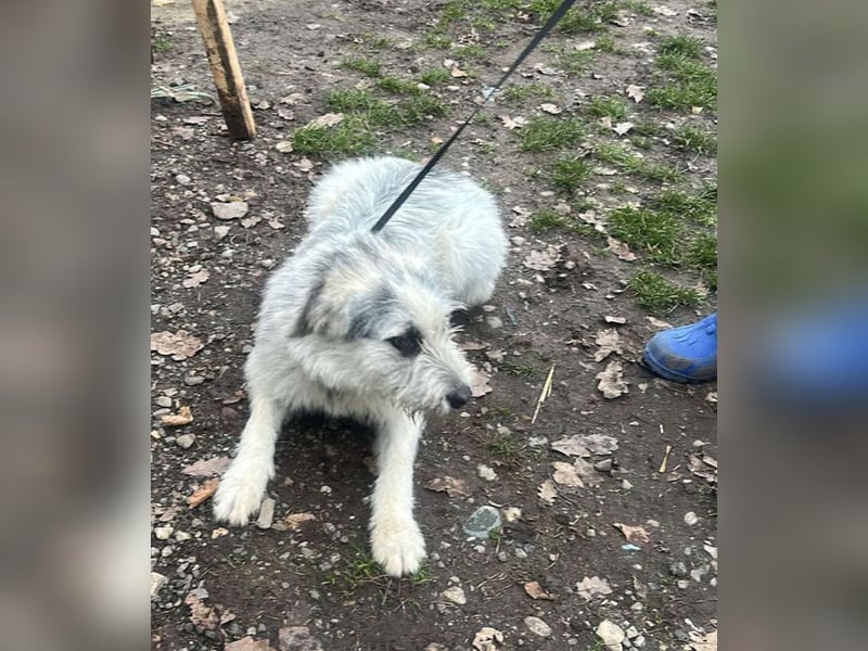 Momo, hübsches Hundefräulein sucht Anschluß