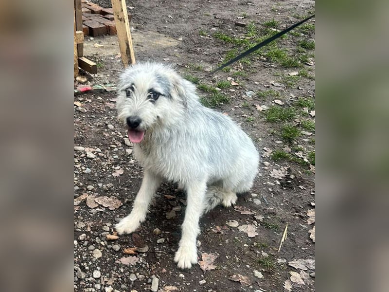 Momo, hübsches Hundefräulein sucht Anschluß