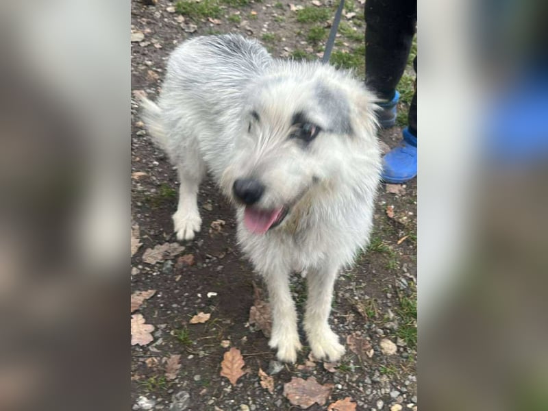 Momo, hübsches Hundefräulein sucht Anschluß