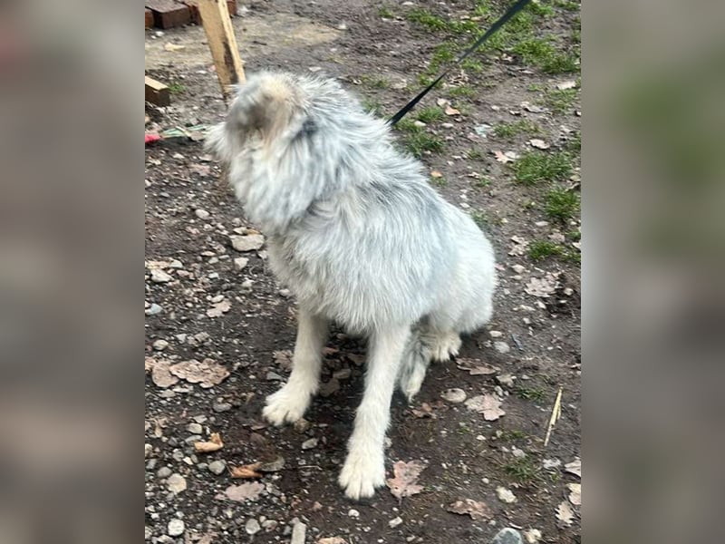 Momo, hübsches Hundefräulein sucht Anschluß