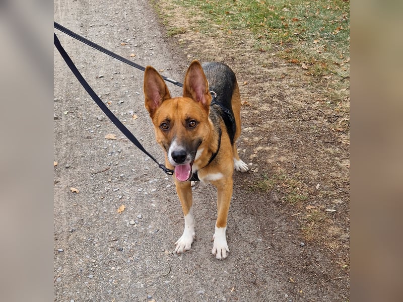 Scooby braucht dringend Hilfe