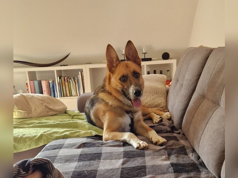 Scooby braucht dringend Hilfe