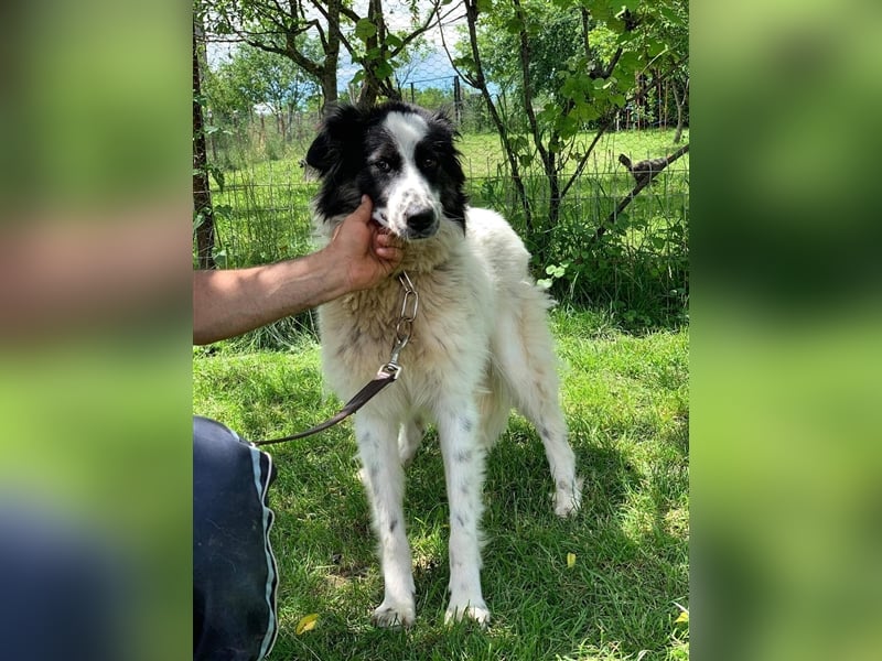 Nelson - auch er hat eine Chance verdient