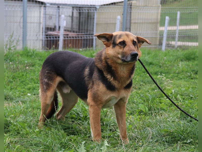 Titus - liebenswerter Kerl sucht ein Zuhause