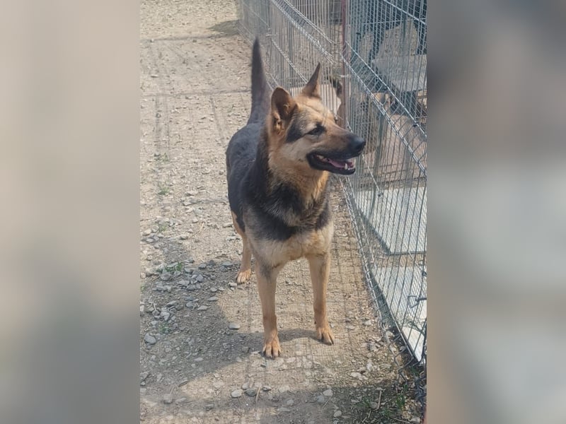 Pauline - zarte Hündin