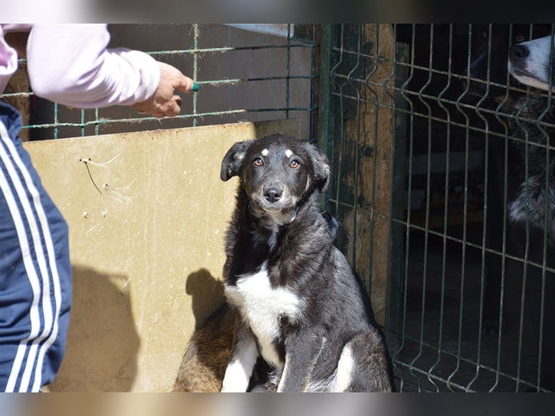 Paula - sucht ein verständnisvolles Zuhause