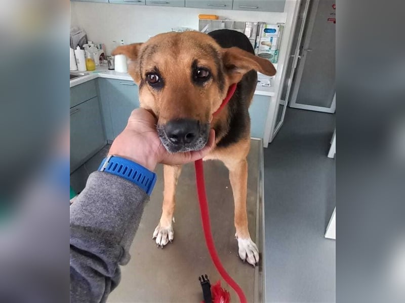 Titus - liebenswerter Kerl sucht ein Zuhause