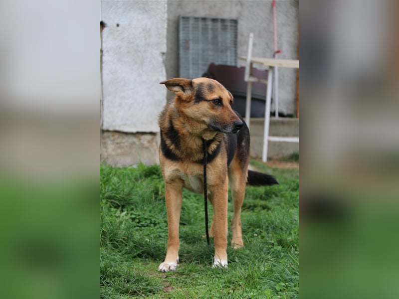 Titus - liebenswerter Kerl sucht ein Zuhause