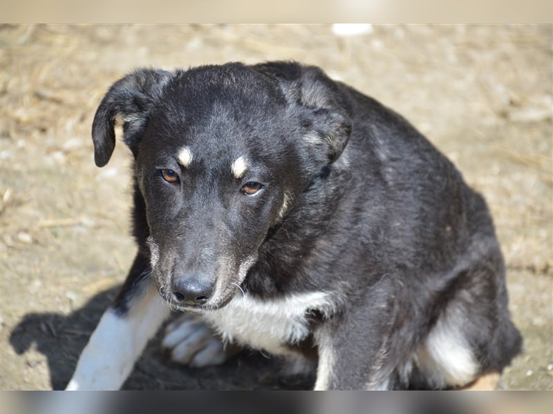 Paula - sucht ein verständnisvolles Zuhause