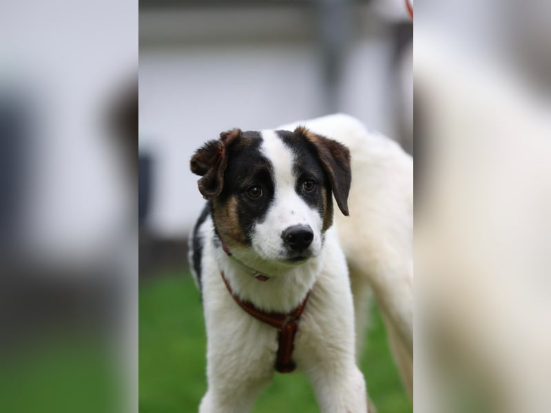 L'ours sucht sein Glück ...