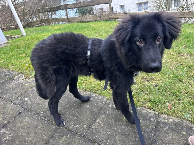 Lassie sucht ein erfahrenes Zuhause.