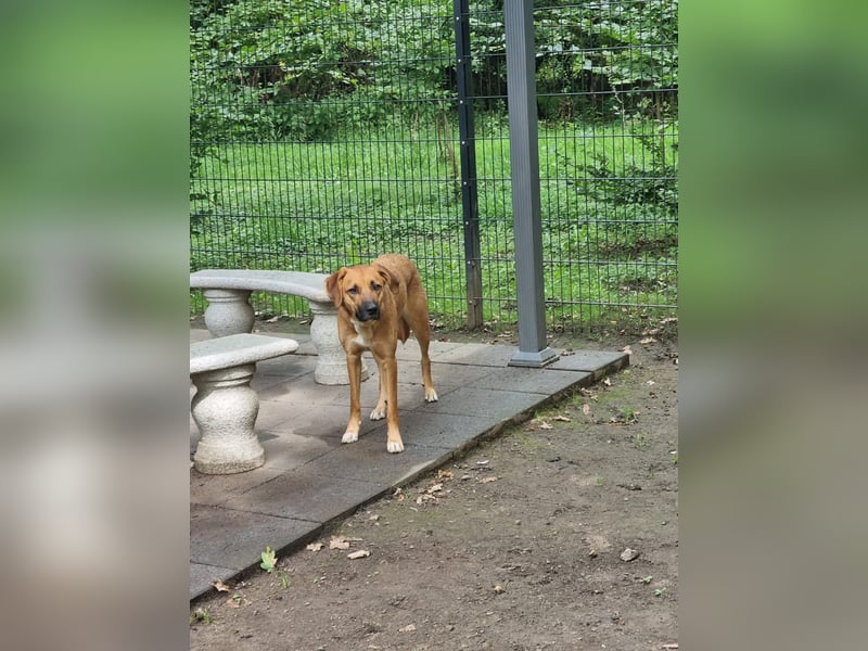 Amia – besondere Hundeseele sucht souveräne Menschen..