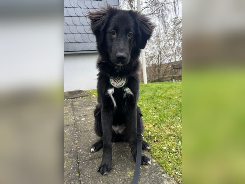 Lassie sucht ein erfahrenes Zuhause.