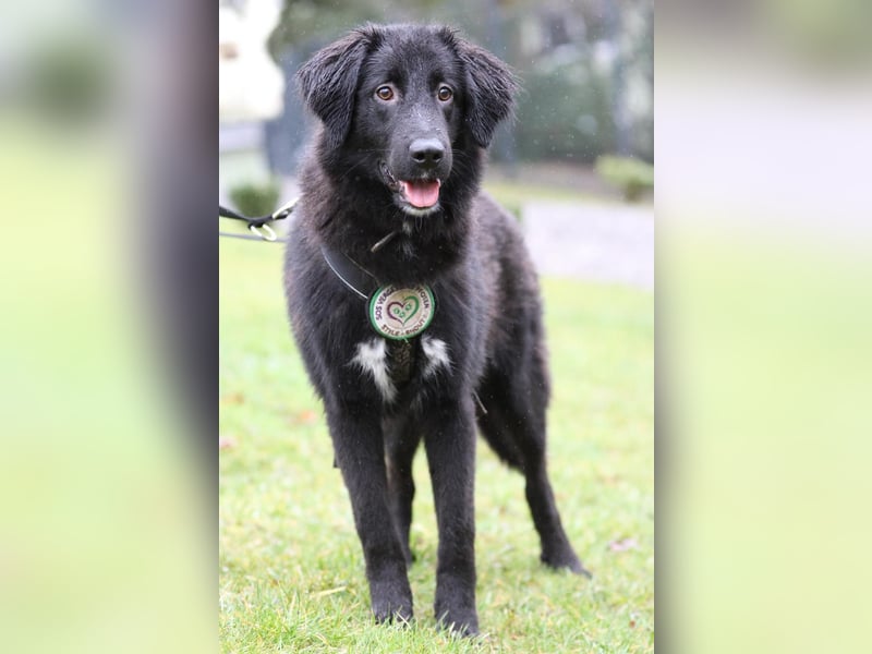 Lassie sucht ein erfahrenes Zuhause.