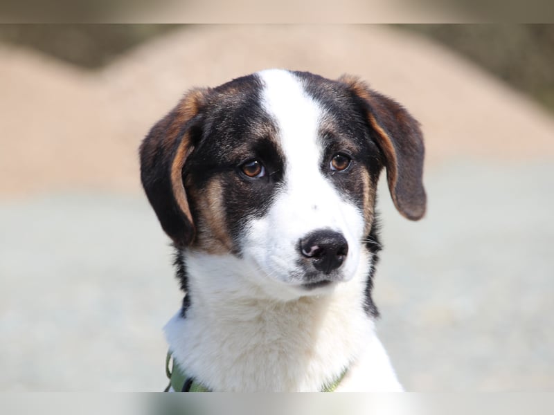 L'ours sucht sein Glück ...