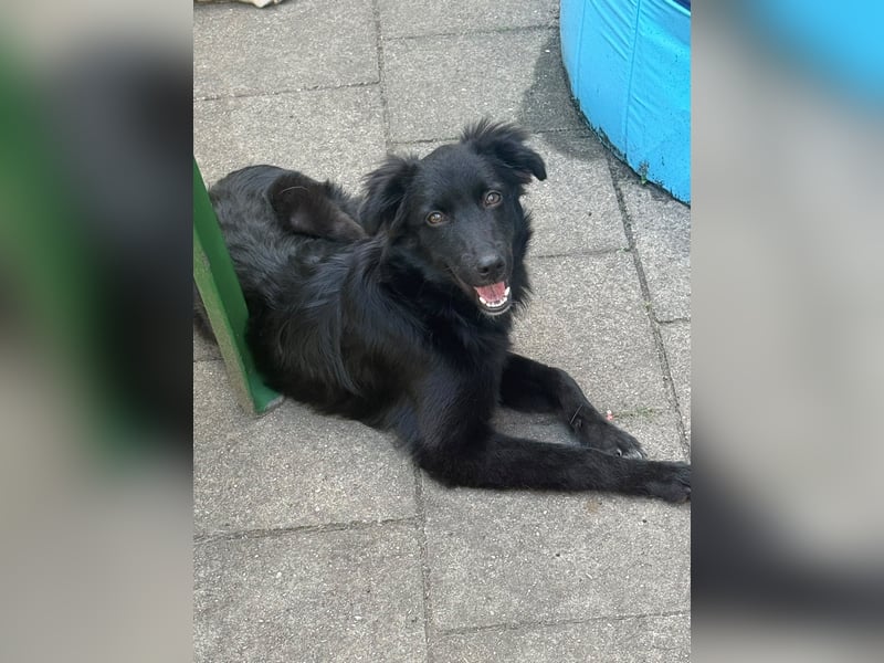 Bambo unser Herzenshund...