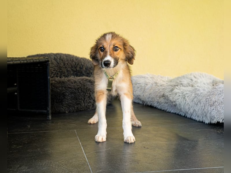 Sanyo sucht liebevolle Familie....